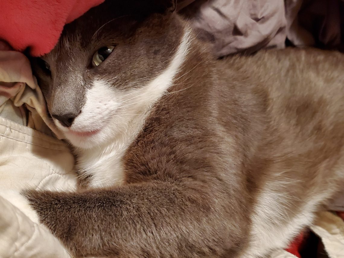 Close-up of Lamby, a gray and white cat, resting peacefully on a cozy pile of blankets.