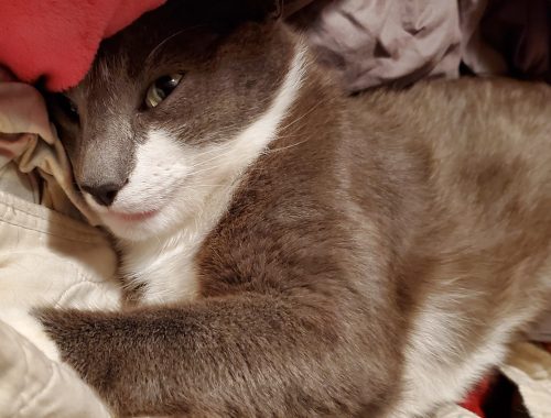 Close-up of Lamby, a gray and white cat, resting peacefully on a cozy pile of blankets.