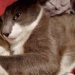 Close-up of Lamby, a gray and white cat, resting peacefully on a cozy pile of blankets.