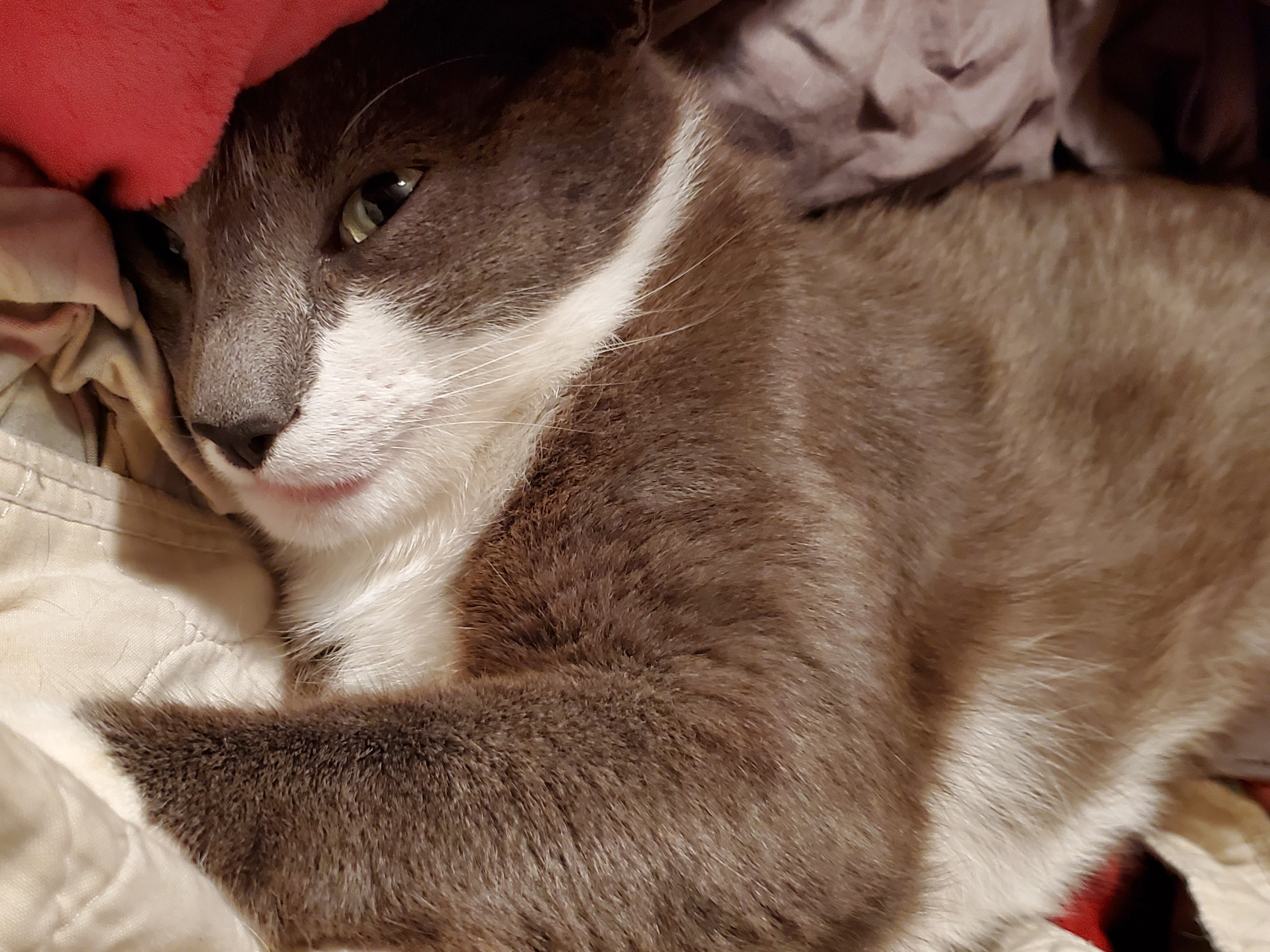 Close-up of Lamby, a gray and white cat, resting peacefully on a cozy pile of blankets.