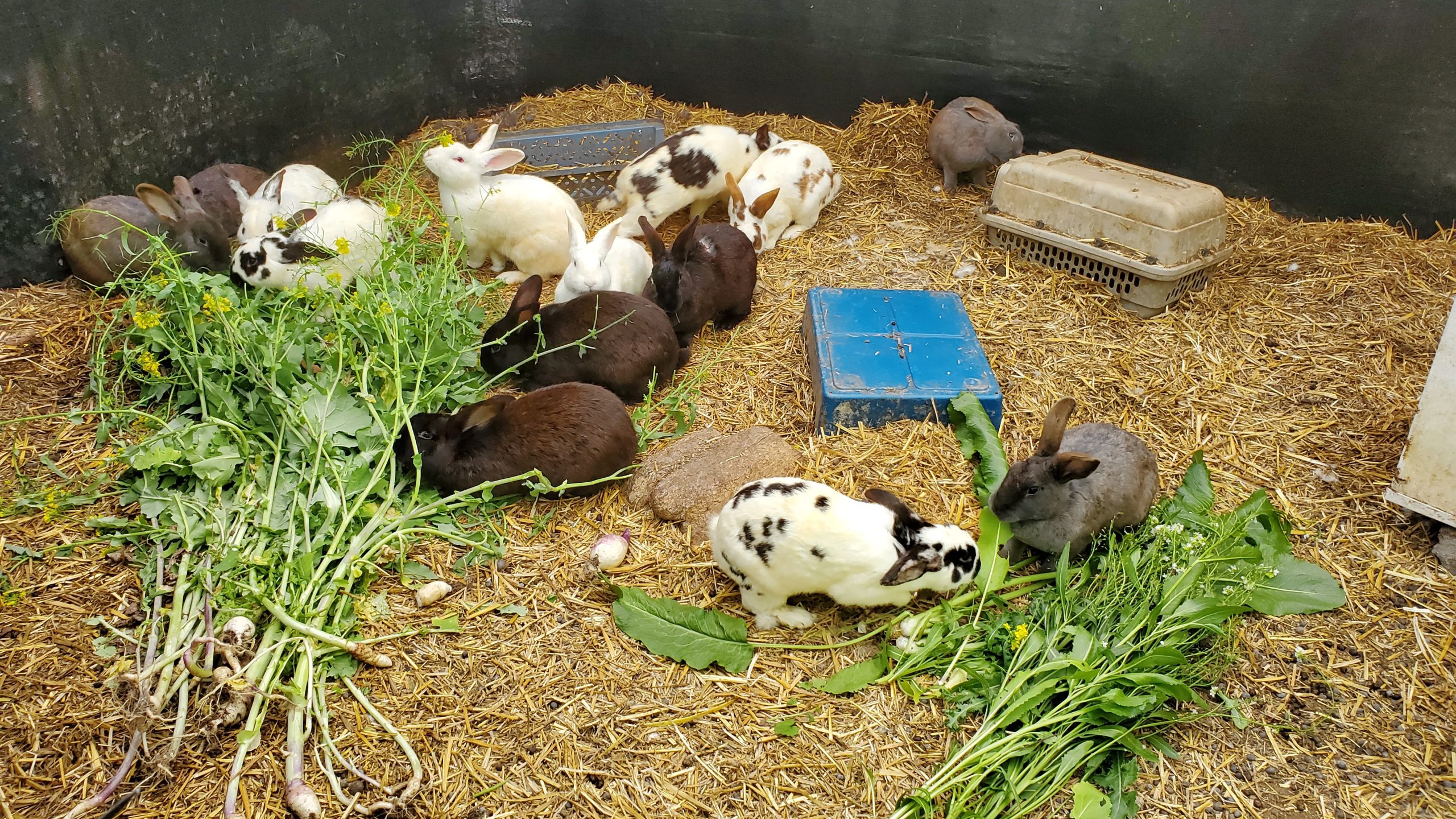 Colony of rabbits eating greens