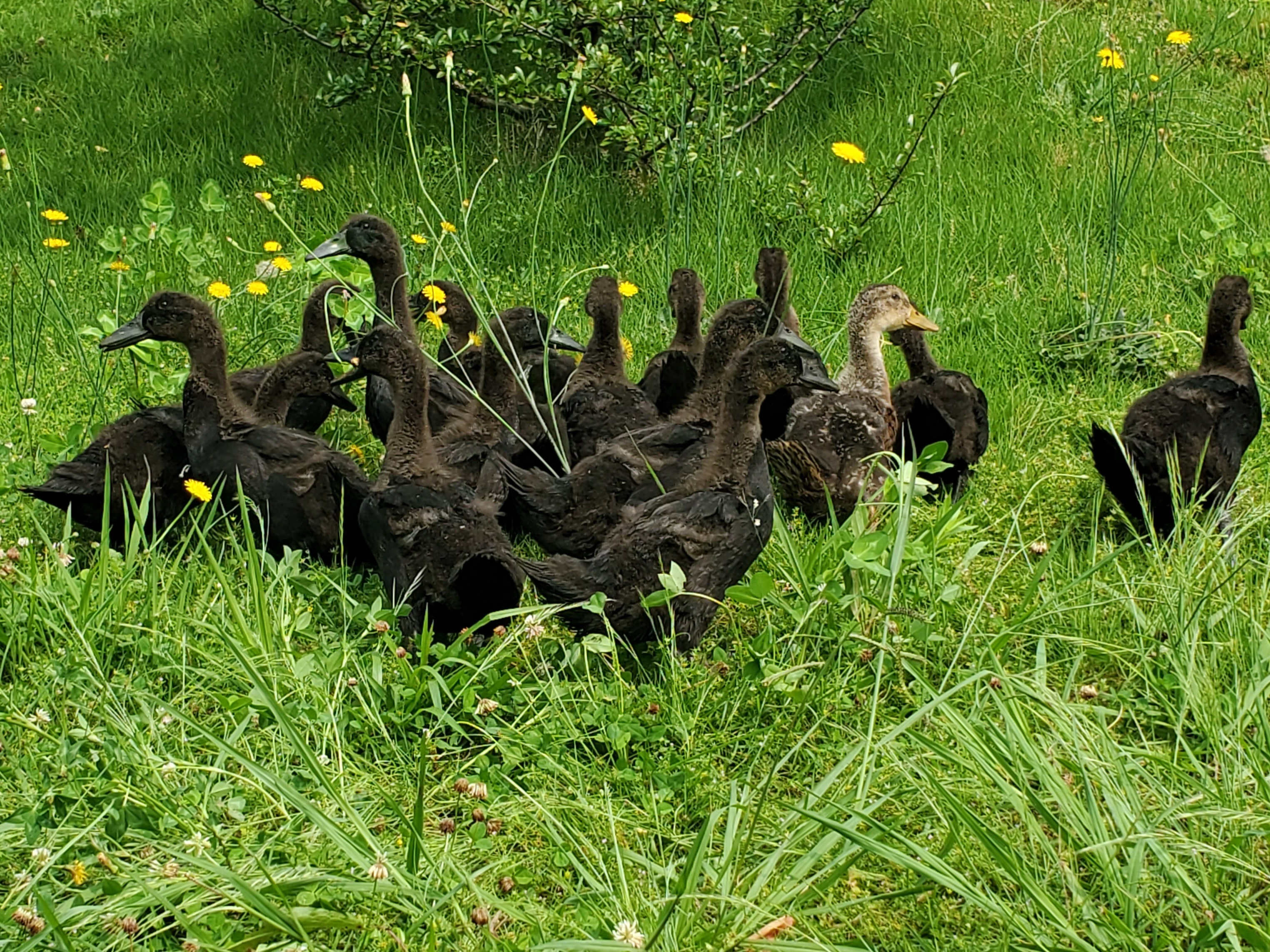 Ducklings exploring on their first free-range day