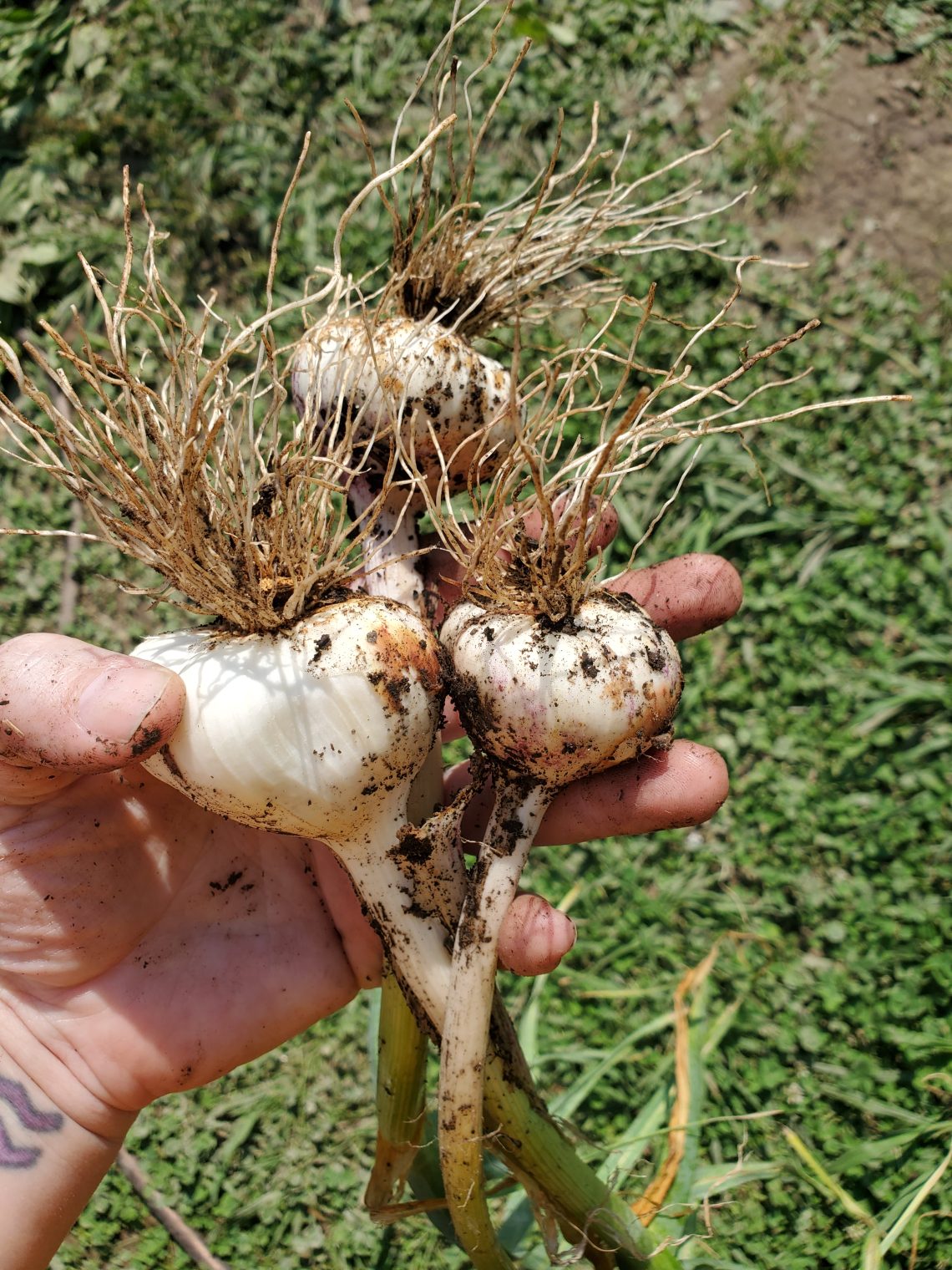 Small garlic harvest
