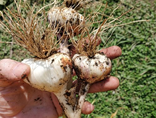 Small garlic harvest