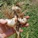 Small garlic harvest