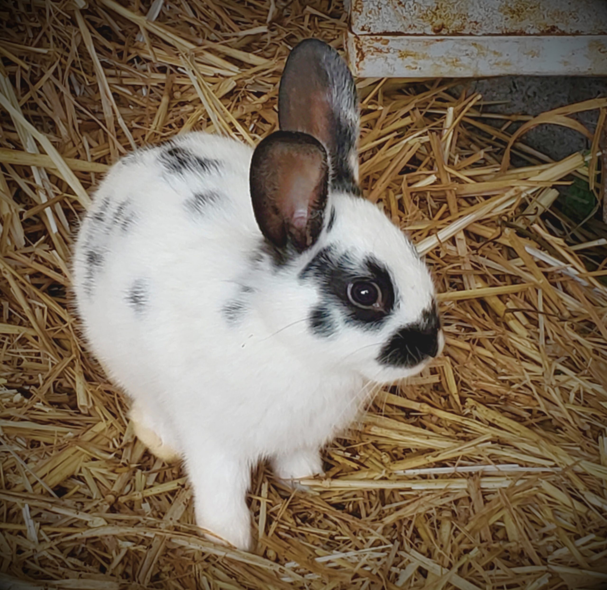 Spotted rabbit kit on straw