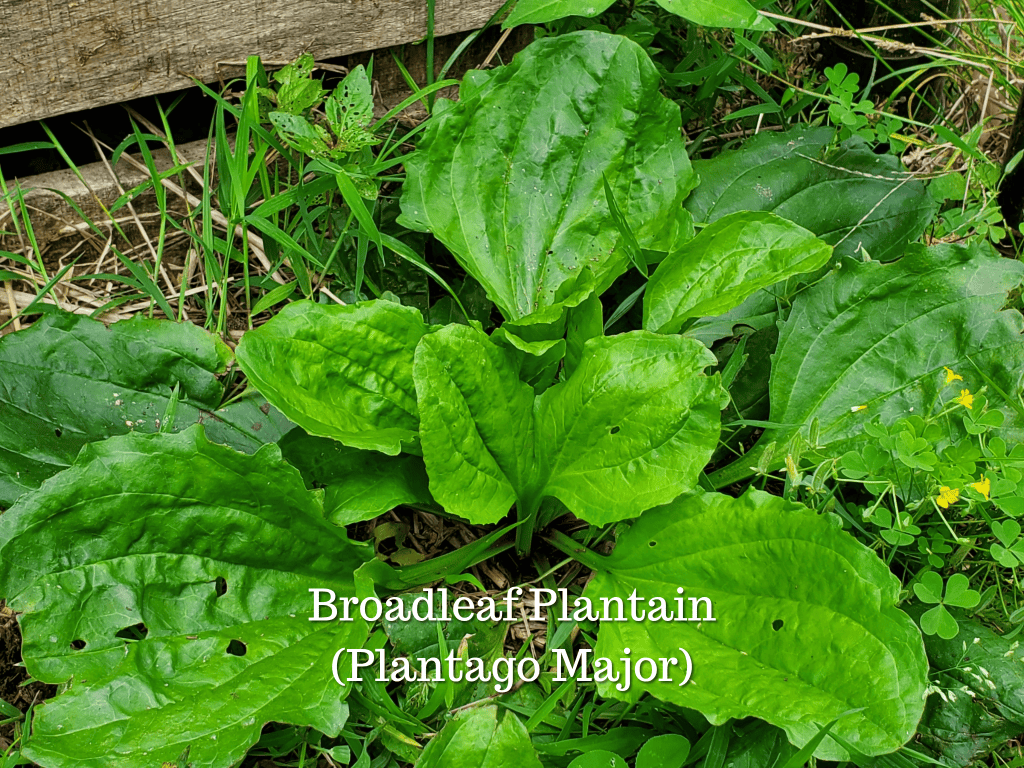 Broadleaf plantain (Plantago major) growing in a yard