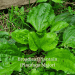 Broadleaf plantain (Plantago major) growing in a yard