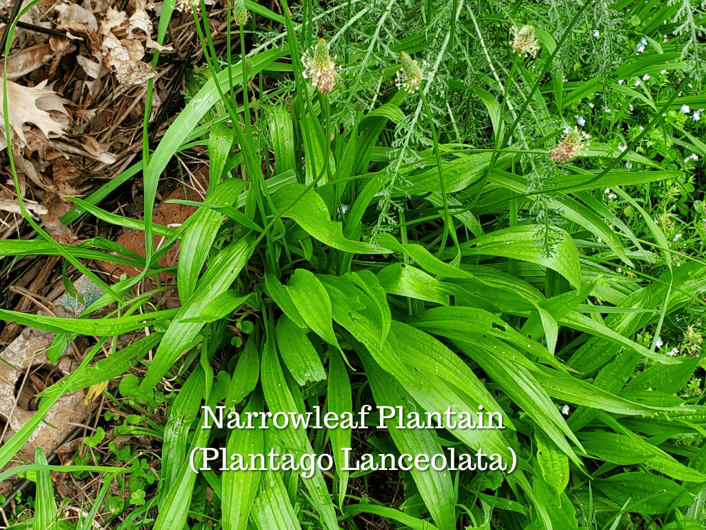 Narrowleaf plantain (Plantago lanceolata) growing wild